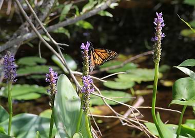 Butterfly at the Lake