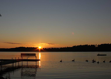 Geese in the Morning