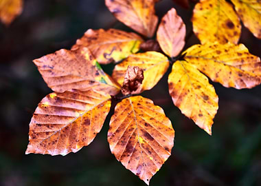 Closeup on golden leafs
