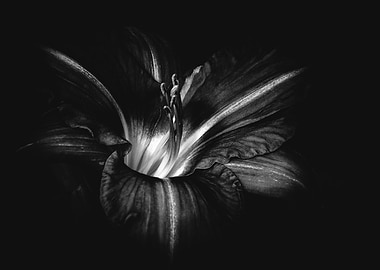 Lily Noir