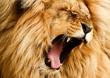 roaring lion face poster