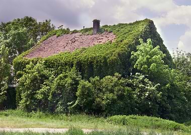 Green ivy shack