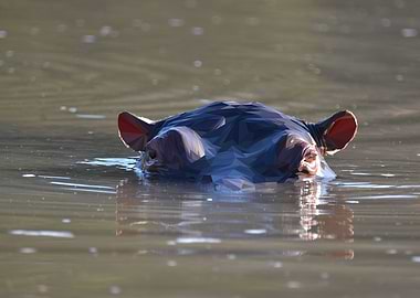 Low Poly Hippo Swimming