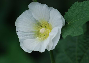 WHITE HIBISCUS
