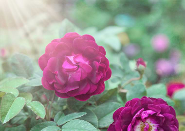 Raspberry Roses on Green