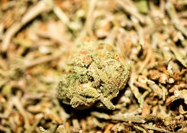 Lemon haze super skunk top