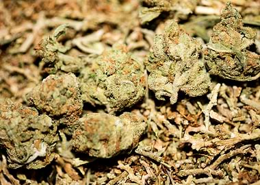 Lemon haze super skunk top