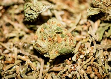 Lemon haze super skunk top