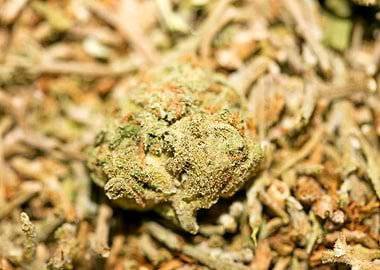 Lemon haze super skunk top