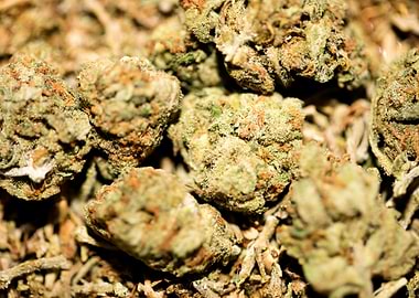 Lemon haze super skunk top