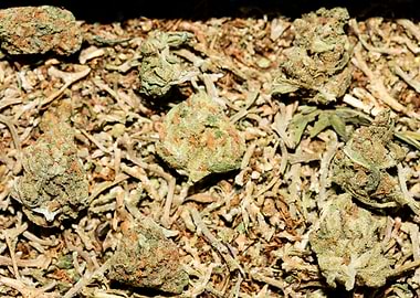 Lemon haze super skunk top