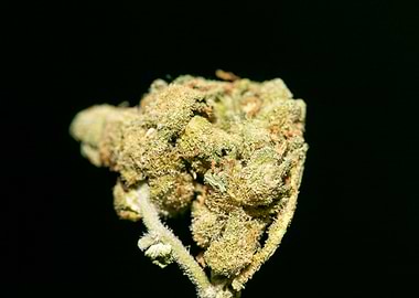 Lemon haze super skunk top