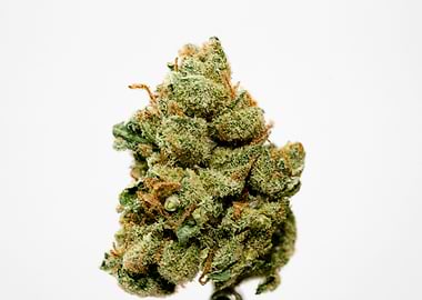 Super lemon haze skunk