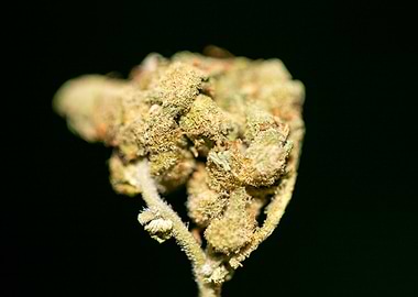 Lemon haze super skunk top