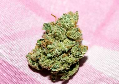 Super lemon haze skunk