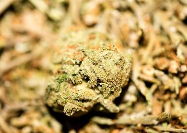 Lemon haze super skunk top