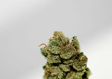 Super lemon haze skunk