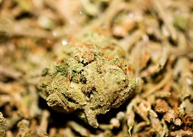 Lemon haze super skunk top