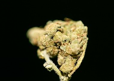 Lemon haze super skunk top