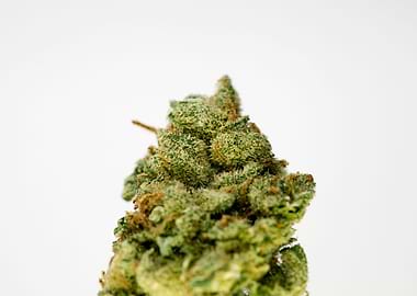 Super lemon haze skunk