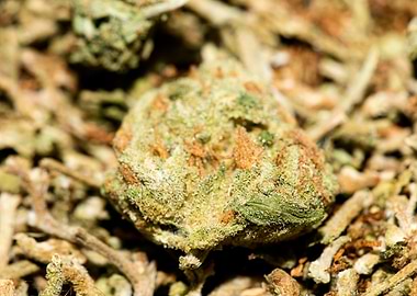 Lemon haze super skunk top