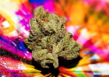 Lemon haze super skunk top