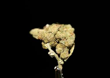 Lemon haze super skunk top