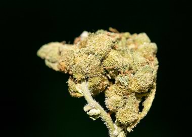 Lemon haze super skunk top