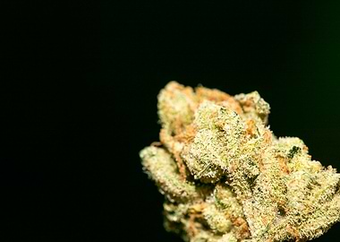 Lemon haze super skunk top