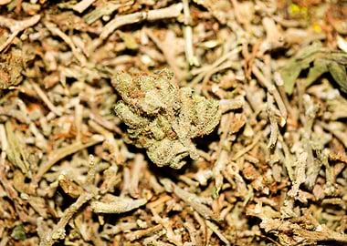 Lemon haze super skunk top