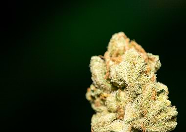 Lemon haze super skunk top