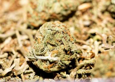 Lemon haze super skunk top