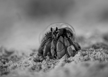 Hermit Crab