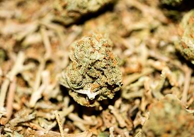 Lemon haze super skunk top