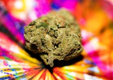 Lemon haze super skunk top