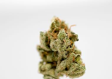 Super lemon haze skunk