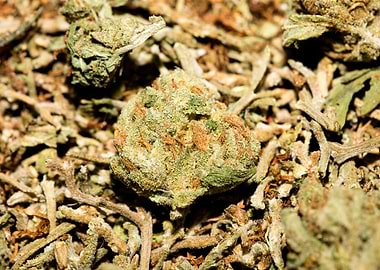 Lemon haze super skunk top