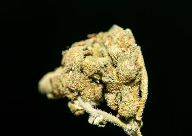 Lemon haze super skunk top