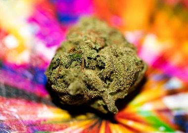 Lemon haze super skunk top