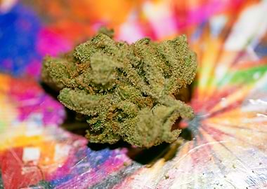 Lemon haze super skunk top