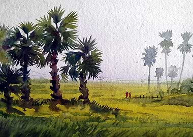 Rural Palm Trees