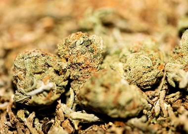 Lemon haze super skunk top