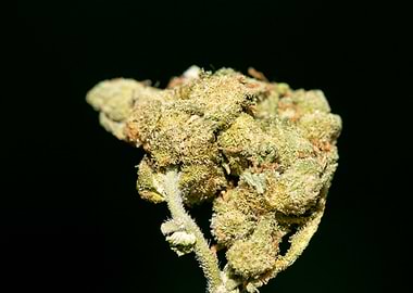 Lemon haze super skunk top