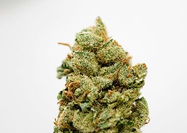 Super lemon haze skunk