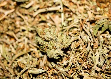 Lemon haze super skunk top