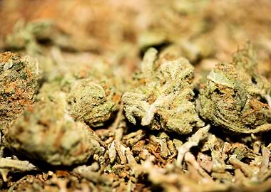 Lemon haze super skunk top