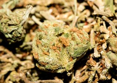 Lemon haze super skunk top