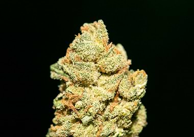 Lemon haze super skunk top