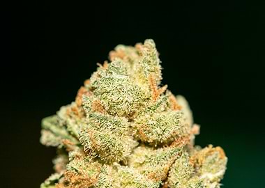 Lemon haze super skunk top