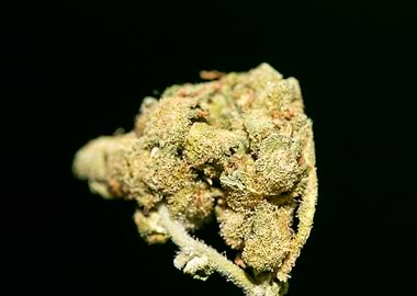 Lemon haze super skunk top